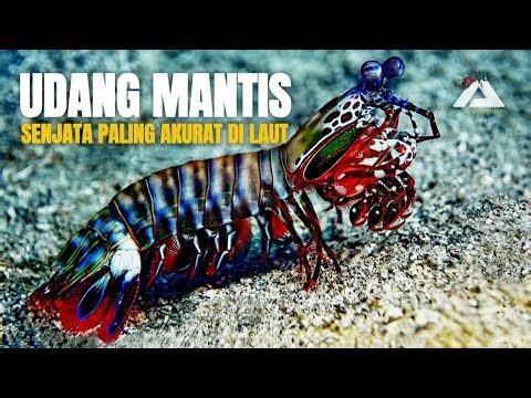 MANTIS SHRIMP: TERLALU PRESISI UNTUK LAUT YANG KACAU