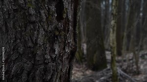 Close-up view of rough textured bark on old oak tree trunk in deep dark forest. Soft focus. Real time handheld video. Fairy tale. Spooky natural background theme.