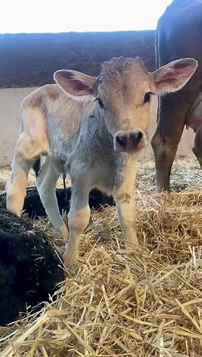 Brown Swiss Calf