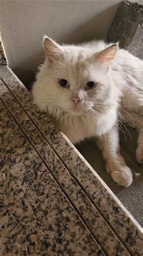 Nice Cat #trending #shortvideo #shorts #viral #ytshorts #youtubeshorts #cat #catvideos #viralshorts