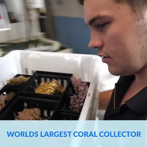 12K views · 526 reactions | A Look Inside The World's Largest Coral Exporter  | CoralFish12g | Facebook