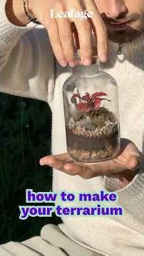 How to make your terrarium