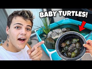 REMODELING My mini POOL POND for BABY TURTLES!!