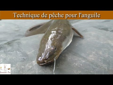 Différentes Techniques simples pour pêcher l'anguille par CommentfaitTon "spécial pêche" Regardez!!