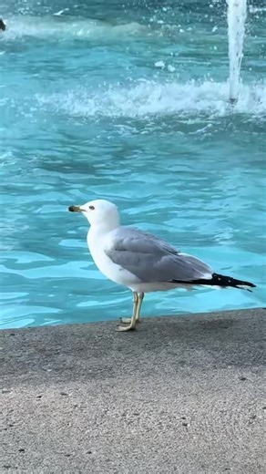 Life in Canada: A Glimpse