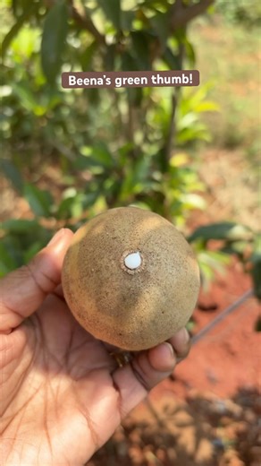 From Tree to Hand…Homegrown Sapota🧡💚
