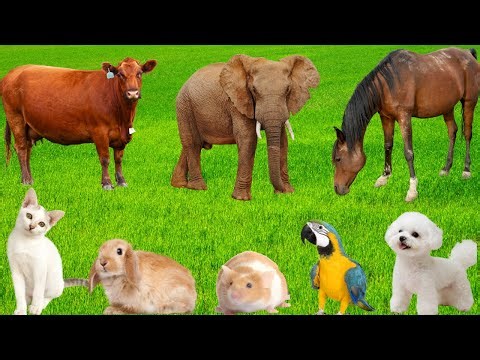Beautiful Animals and Pets: Dog, Cat, Rabbit, Parrot, Peacock, Cow, Elephant, Horse-Animal Sounds