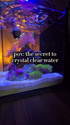 Extreme Water Clarity Tips for Saltwater Aquariums