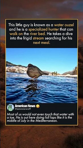 WHY THIS BIRD LOVES COLD PLUNGES