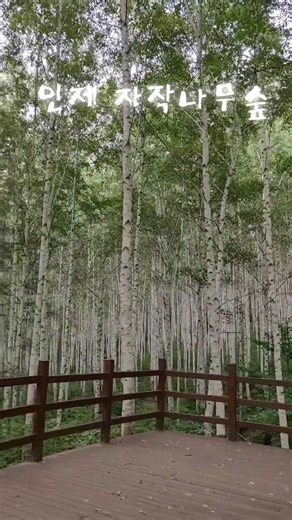 #인제 #자작나무 숲 #가을 여행 #인제 자작나무 숲길 여행
