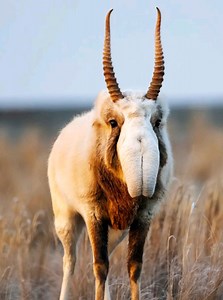 Animais que Parecem Mentira, Mas Existem de Verdade!😱 #natureza #animais #curiosidades #animals