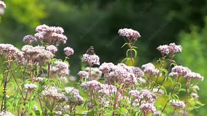 Red admiral butterfly (Vanessa atalanta) nectaring on hemp-agimony. Insect feeding on hemp-agrimony (Eupatorium cannabinum), showing orange and white markings on upper surfaces of wings