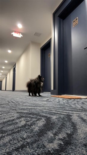 Moe and Mila's Hilarious Hallway Adventure