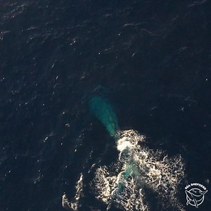 It's National Wildlife Week! Did you know that blue whales are the LARGEST animals to EVER live on earth? The Balaenoptera musculus (blue whale) can grow to be over 30m long (98.4252 ft) and weigh more than 130,000kg (143.3 tons) with a heart the size of a car! The blue whale also doesn't have teeth, so instead it uses it's baleen which is a fibrous material located in their mouths to filter krill from the massive amounts of water it takes in while feeding. In honor of National Wildlife Week, Se