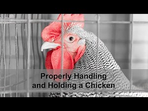 4-H Poultry Handling