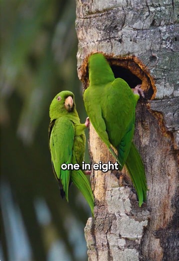 3 Reasons to Start Birdwatching This Earth Day