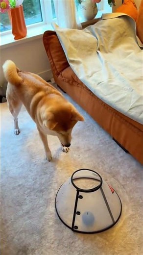 The Silliest Dogs You’ll Ever See! #FunnyDogs #SillyPets