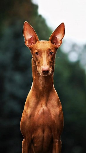 Pharaoh Hound #huntinglegacy | Hunting Legacy