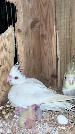 Caring for Cockatiels: Tips for Bird Lovers
