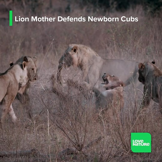 At two months old, lion cubs have yet to learn how dangerous their world is. Less than half of them get to see their first birthday, and even fewer make it to adulthood. Hyenas and leopards are notorious cub killers, but the greatest risk of all is from other lions. A lioness has appeared alarmingly close to the cubs, and their mother Rosa is not taking any chances. #lions #nature #wildlife | Love Nature