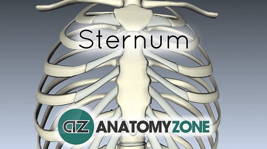 Sternum - 3D Models, Video Tutorials & Notes | AnatomyZone