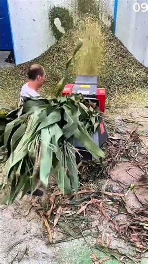 The process of grinding plant stems into powder.