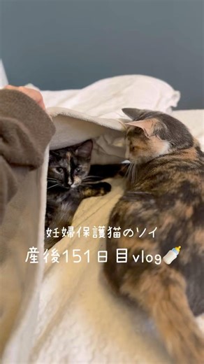 妊婦保護猫のソイ🤎産後１５１日目vlog｜今日も枕元なソイと布団の中にもかわいい子が🫶カプの再診の結果は相変わらずでした😭🐈‍⬛がんばろうね #保護猫 #妊娠猫 #子猫 #子猫の成長記録