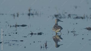 Wood sandpiper is looking for food in flooded meadows during spring migration