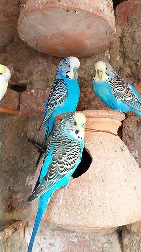 parakeet Blu Lonely Budgie Sounds