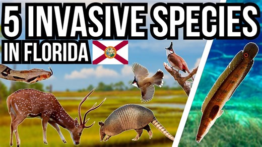 The Shocking Creatures Taking Over Florida’s Wildlands