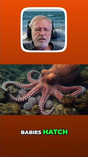 She Refused to Eat Until Her Babies Were Born #Nature #Octopus #Incredible