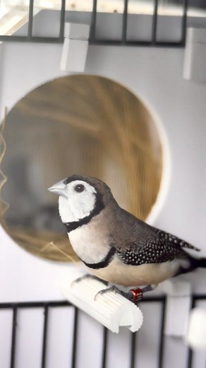 The double-barred finch / owl finch #hobiburung #duniaburung #finches #birdfinch #finchbird #birdcute #owlfinch #doublebarredfinch