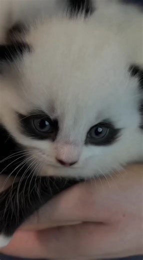 Cute Cat Moments Featuring Rigby the Cat