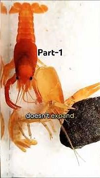 What can we learn from Lobsters | Part-1 #part1 #lobster #comfortzone #thinkoutsidebox