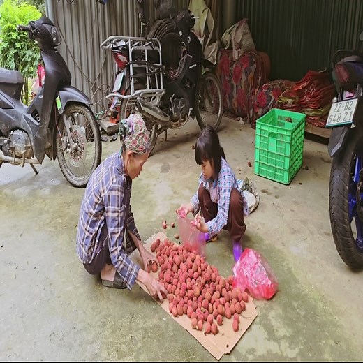 Poor girl Picking lychees to sell and planting a beautiful little flower garden around the kitchen | The Pombing Vide