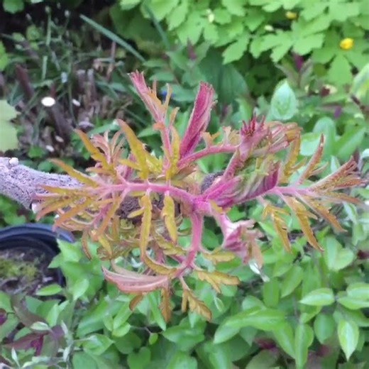 Rhus typhina 'Bailtiger' - Tiger Eyes sumac - Eva Monheim 2020 05 11 #shrubs #landscape #gardening