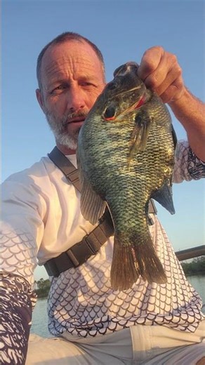 shellcracker thickness can't beat that fight on ultralight #shellcrackerfishing #outdoors