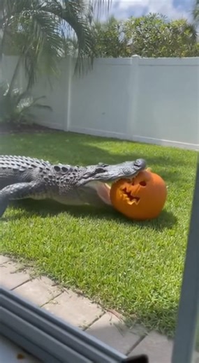 A Florida man was stunned when he looked out his backyard window and saw a massive alligator chomping down on a giant Halloween pumpkin 🎃🐊 #halloween2025 #alligator #usa #FloridaMan #BreakingNews | Florida Man Breaking News