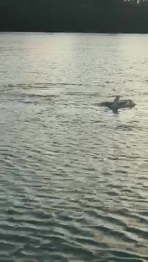 Shark Encounter in Miami: A Thrilling Look at Florida's Marine Life