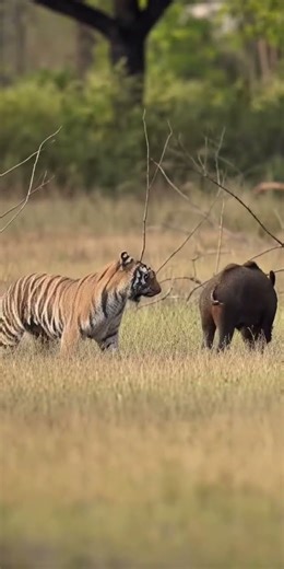 Tiger vs Wild Boar Fight! Unexpected Battle Shocks Everyone!#youtubeshorts #viral #shorts