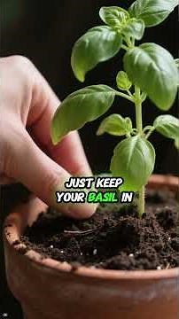 Why Your Basil Keeps Dying (And How to Save It) 🌿🛑#BasilTips #GrowHerbs