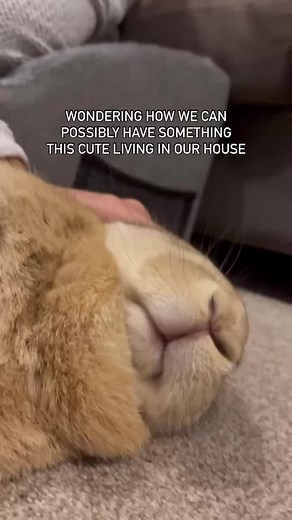 Mouf, nose, feet… she is perfect 🥹🥰 #cuteanimals #cutebunny #bunnies #houserabbit
