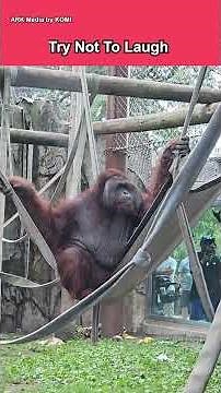 Try not to laugh: Cheeky monkeys 🐒