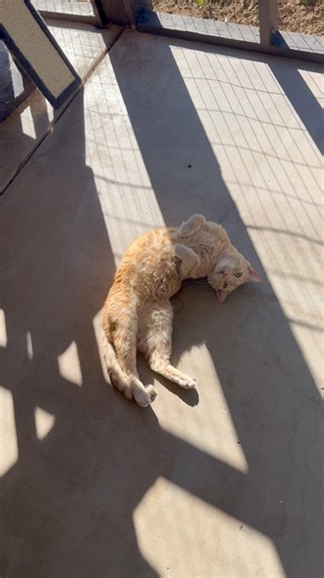 53 days ago he was diagnosed with diabetes and my entire world was turned upside down. I’ve just finally started sleeping again, and he is responding very well to insulin, but instead of explaining that via words and photos, I wanted to share this mornings video. This is the first time I’ve seen him do happy rolls this year. I would do anything for this cat, and I know you know that, but I would not be telling the truth if I didn’t tell you that I feel 50 pounds lighter and like my nervous syste