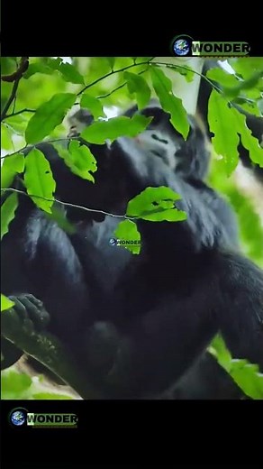 Unveiling the Secret Life of Chimps: Teamwork & Survival!