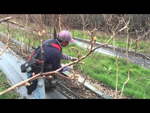 Avoid Common Mistakes Pruning a Blueberry Bush