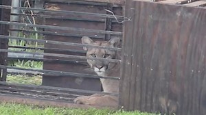 Mountain lion trapped by Fallbrook family