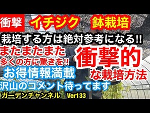 【イチジク 鉢栽培】またまたやってしまいました…恒例の植え付け前の選定をします!!これからイチジクを植え付けるかた必見です!!Ver133【カーメン君】【イチジク】【いちじく】【剪定】【鉢栽培】