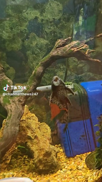 #foryoupage #fish #opera