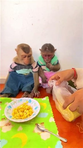 Fruit really yummy #monkeysr #babyanimal